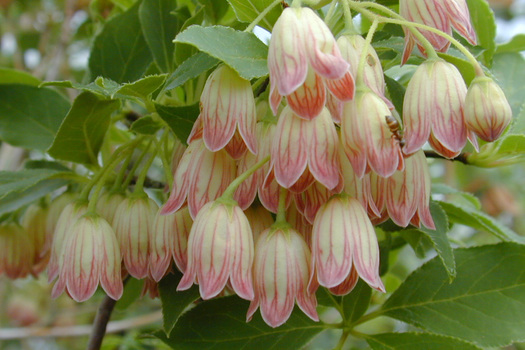 Enkianthus campanulatus