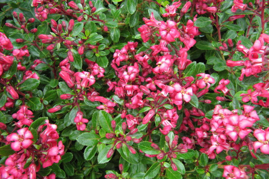 Escallonia 'Red Dream'