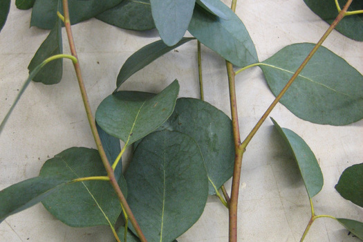 Eucalyptus gunnii