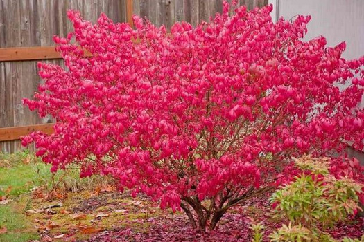 Euonymus alatus 'Compactus'