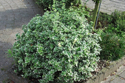 Euonymus fortunei 'Emerald Gaiety'