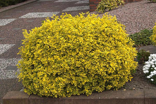 Euonymus fortunei 'Emerald 'n' Gold'