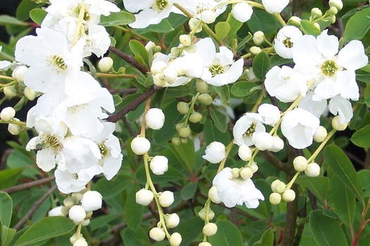 Exochorda 'The Bride'