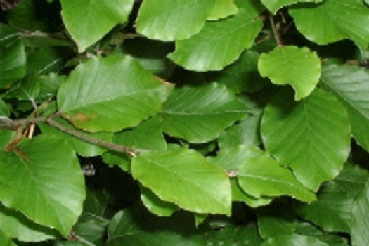 Fagus sylvatica