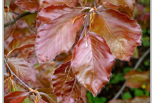 Fagus sylvatica 'Atropunicea'