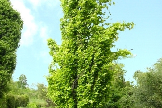 Fagus sylvatica 'Dawyck Gold'