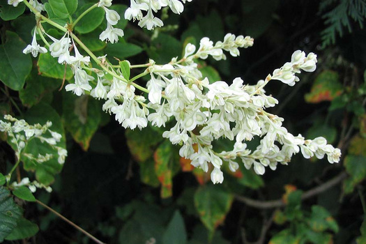 Fallopia baldschuanica