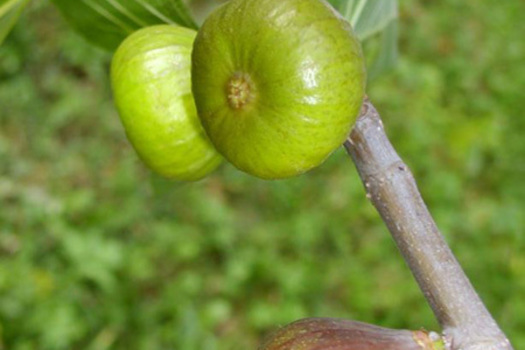 Ficus carica