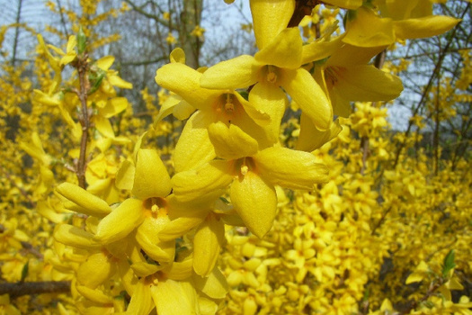 Forsythia intermedia 'Lynwood'