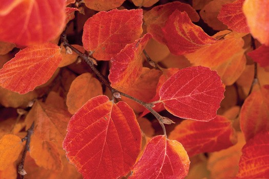 Fothergilla major