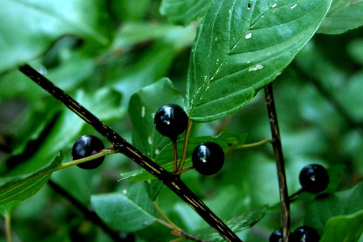 Frangula alnus