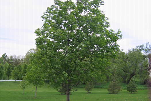 Fraxinus americana 'Autumn Applause'