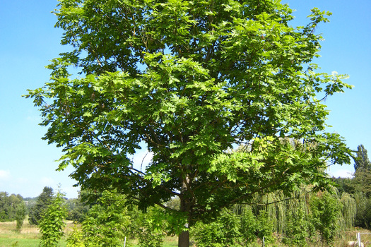 Fraxinus angustifolia 'Raywood'