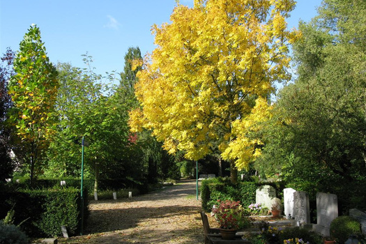 Fraxinus excelsior 'Jaspidea'