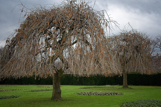 Fraxinus excelsior 'Pendula'