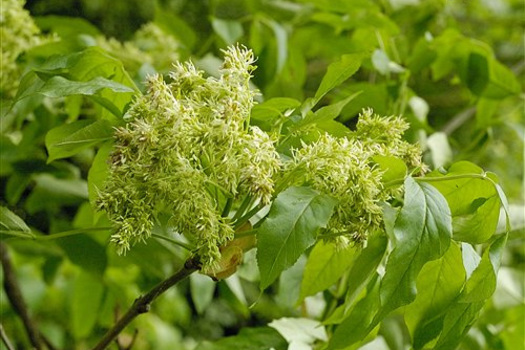 Fraxinus ornus 'Mecsek'