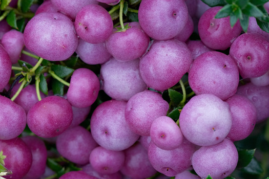 Gaultheria mucronata