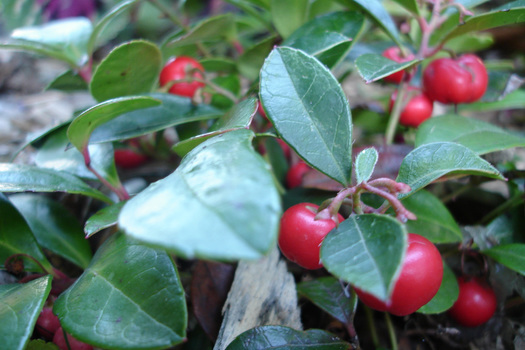 Gaultheria procumbens