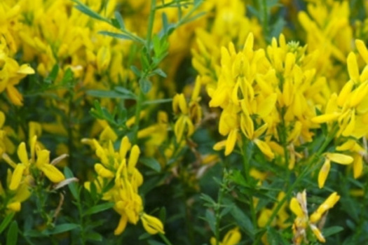 Genista tinctoria 'Royal Gold'