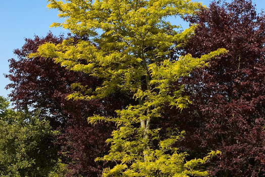 Gleditsia triacanthos 'Sunburst'