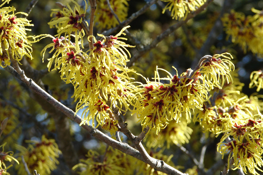 Hamamelis intermedia 'Pallida'