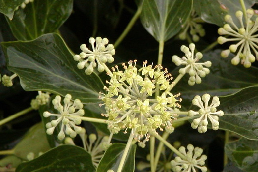 Hedera helix Arborescent Group