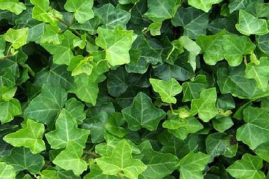 Hedera hibernica