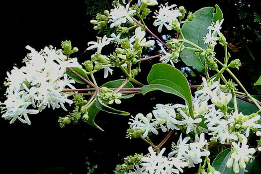 Heptacodium miconioides