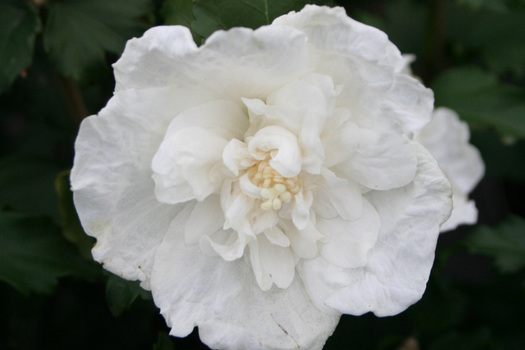 Hibiscus syriacus 'Notwoodtwo'