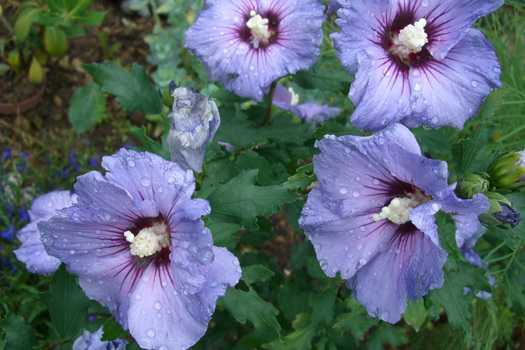 Hibiscus syriacus 'Oiseau Bleu'