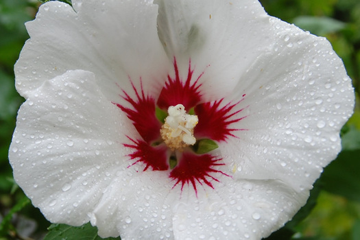 Hibiscus syriacus 'Red Heart'