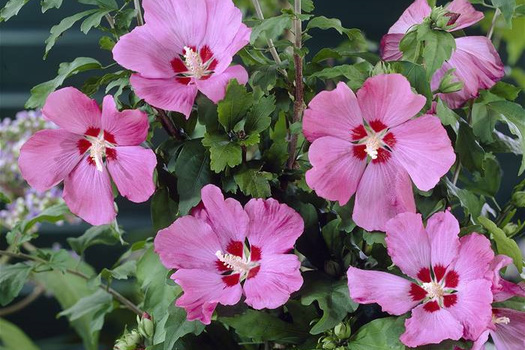 Hibiscus syriacus 'Woodbridge'