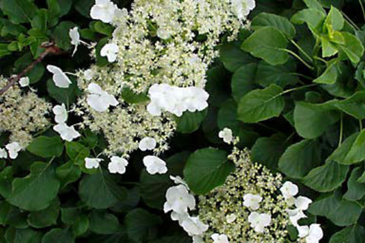 Hydrangea anomala subsp. petiolaris