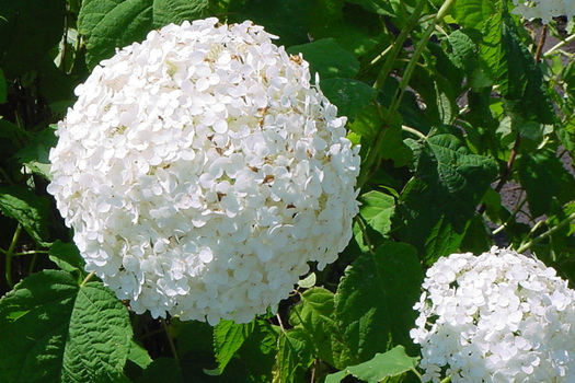 Hydrangea arborescens 'Annabelle'