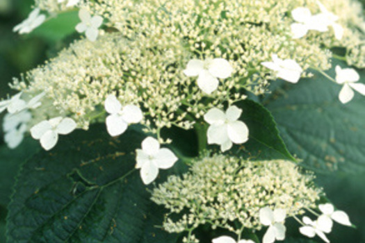 Hydrangea arborescens 'Dardom'