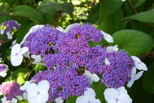 Hydrangea aspera 'Macrophylla'