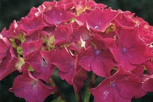 Hydrangea macrophylla 'Alpenglühen'