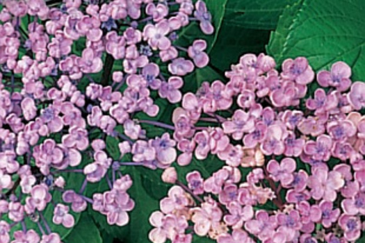 Hydrangea macrophylla 'Ayesha'