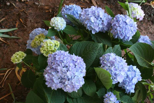 Hydrangea macrophylla 'Bailmer' ENDLESS SUMMER