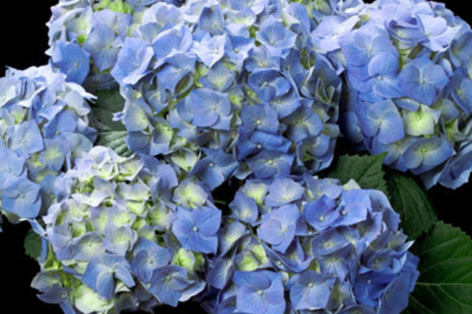 Hydrangea macrophylla 'Bela'