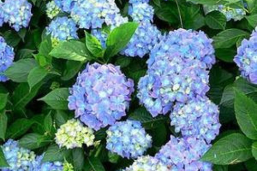 Hydrangea macrophylla 'Blauer Prinz'