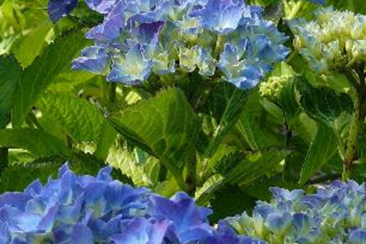 Hydrangea macrophylla 'Blauer Zwerg'