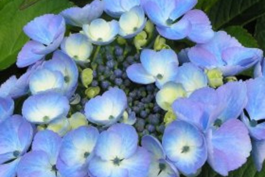 Hydrangea macrophylla 'Bläuling'