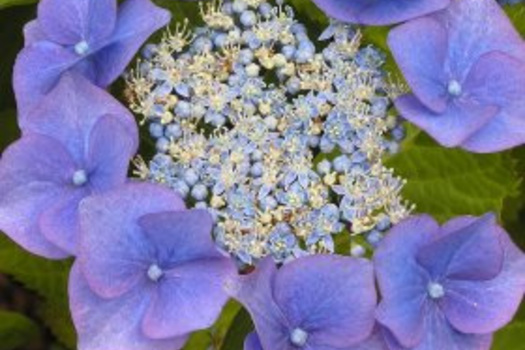 Hydrangea macrophylla 'Blaumeise'