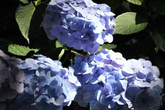 Hydrangea macrophylla 'Bodensee'