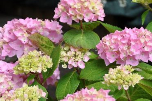 Hydrangea macrophylla 'Bouquet Rose'