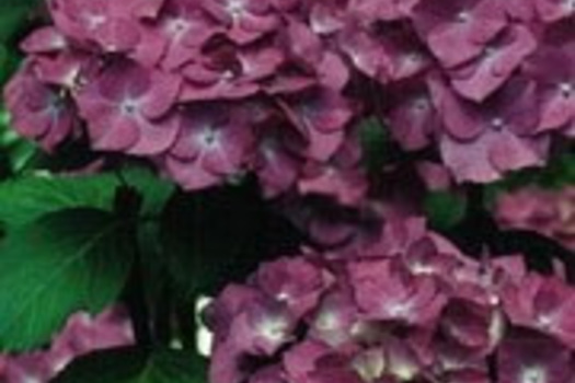 Hydrangea macrophylla 'Deutschland'