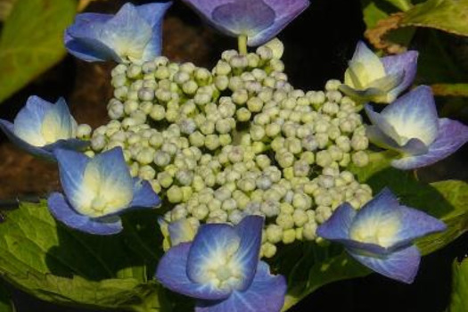 Hydrangea macrophylla 'Eisvogel'