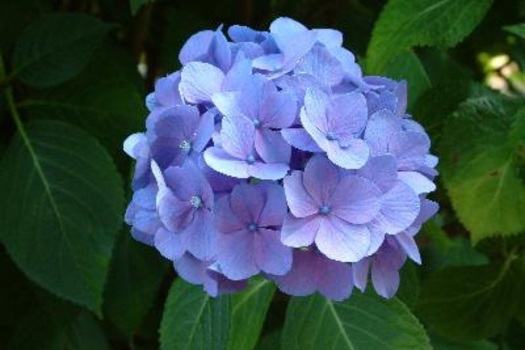 Hydrangea macrophylla 'Freudenstein'