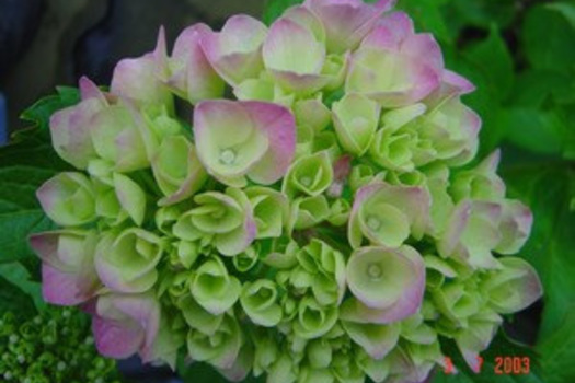 Hydrangea macrophylla 'Gertrud Glahn'